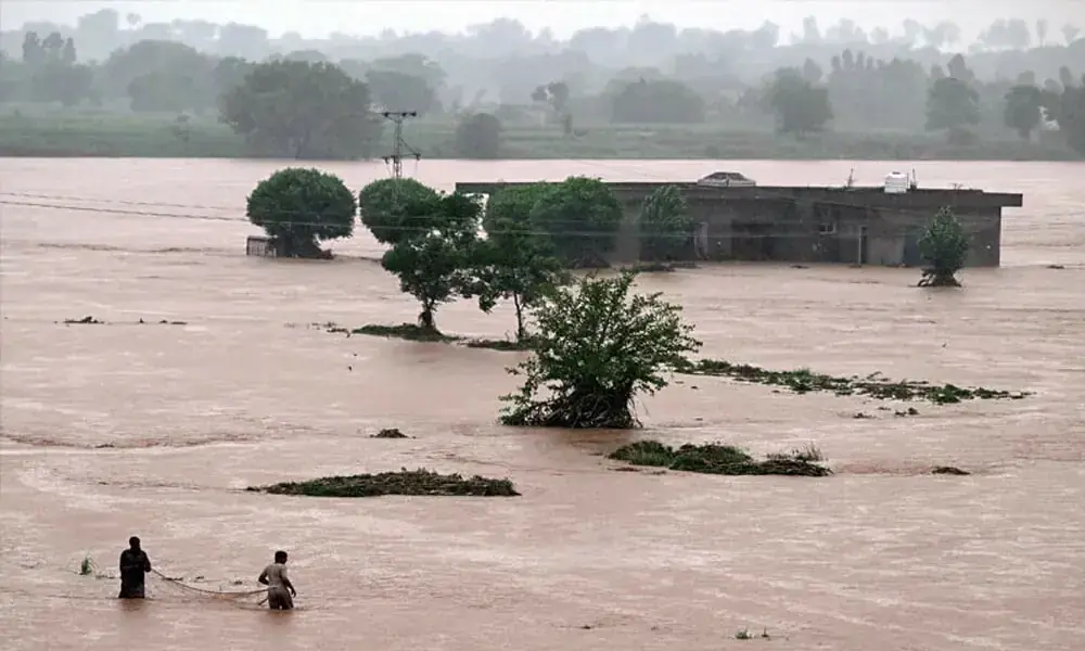 موسمیاتی تبدیلی اور باسمتی چاول پاکستان کے لیے بڑھتا ہوا بحران