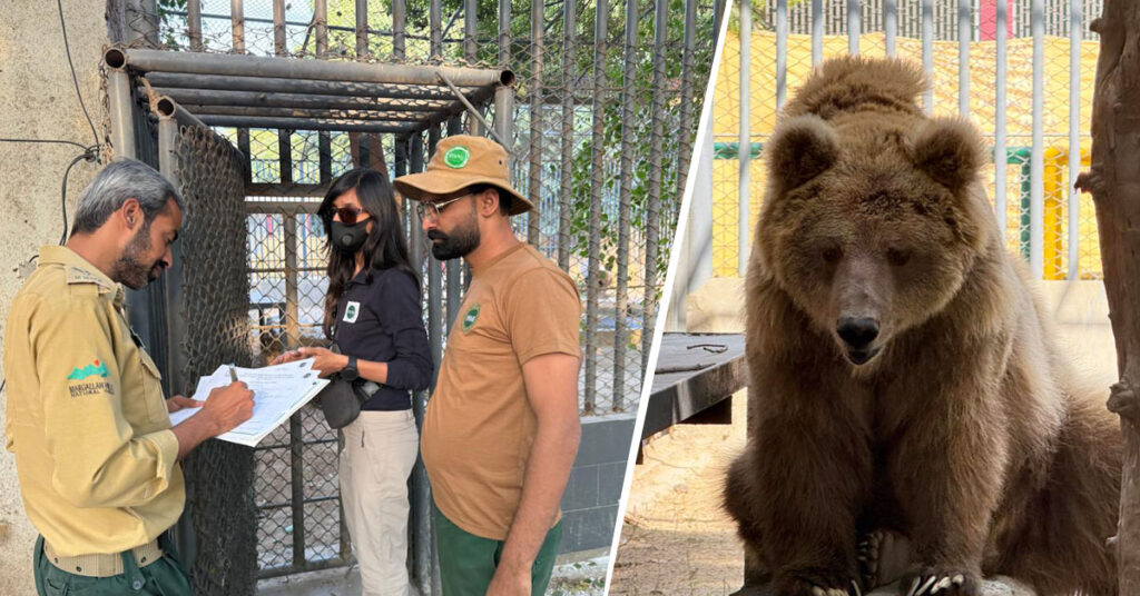 رانو ریچھ کی منتقلی