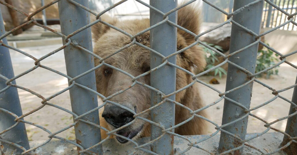 رانو ریچھ کی منتقلی