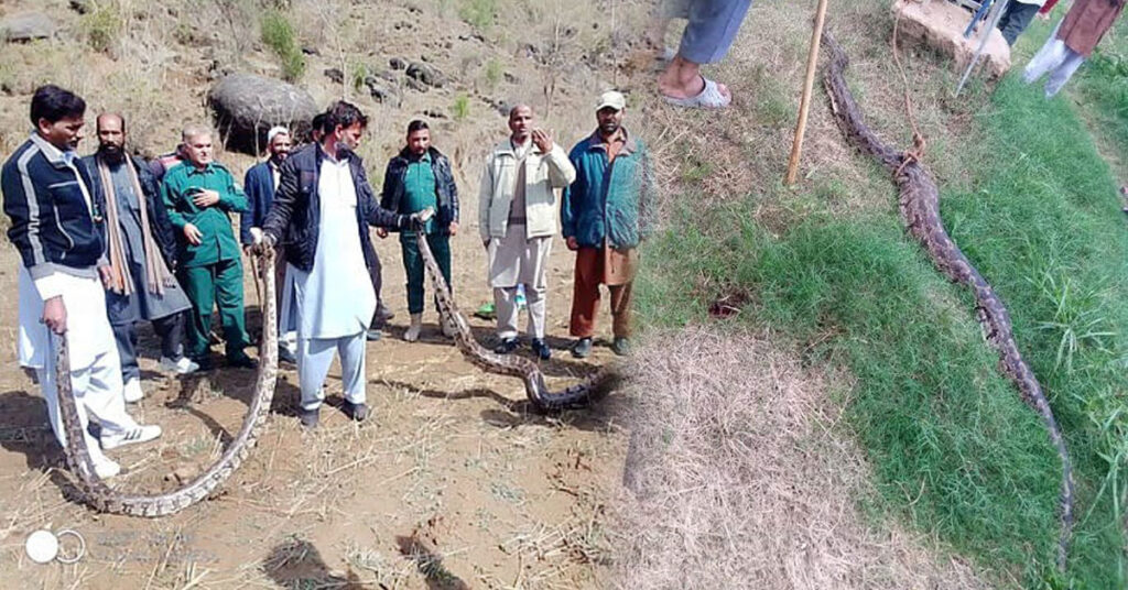 سیلاب کے دوران سانپ