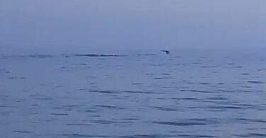 ہمپ بیک وہیلز