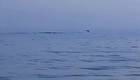 ہمپ بیک وہیلز