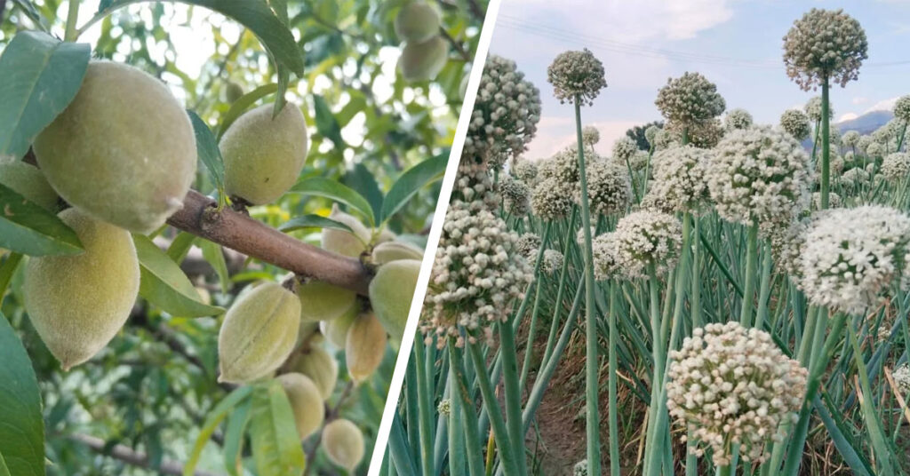 خیبر پختونخوا میں کاشتکار کھیتوں میں کیڑے مار ادویات کا سپرے کرتے ہوئے، جس سے انسان، مویشی اور ماحول متاثر ہو رہے ہیں