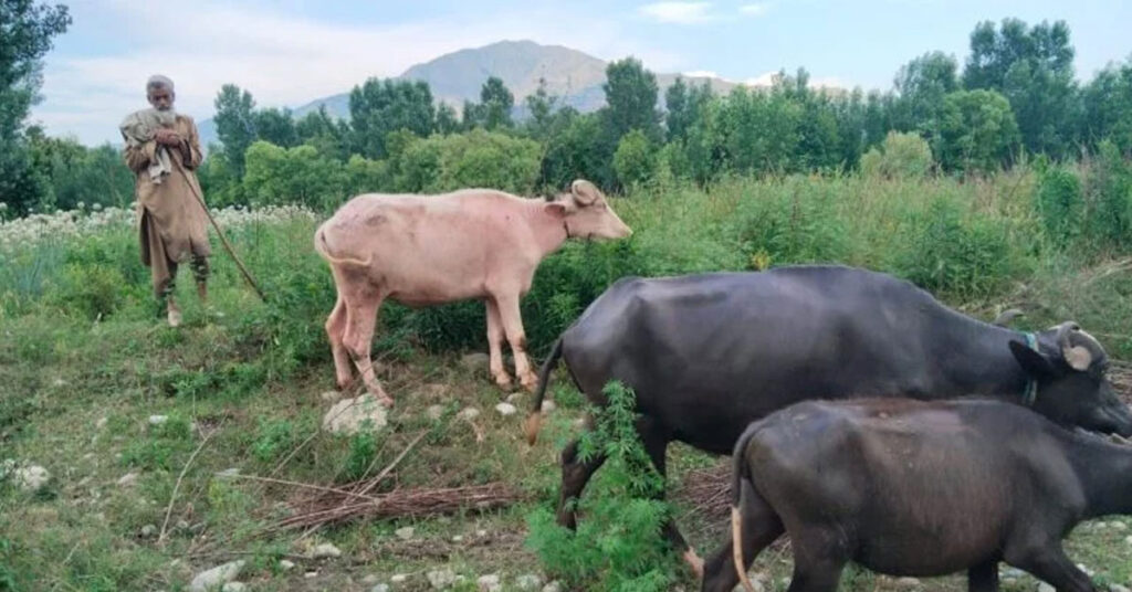 خیبر پختونخوا میں کاشتکار کھیتوں میں کیڑے مار ادویات کا سپرے کرتے ہوئے، جس سے انسان، مویشی اور ماحول متاثر ہو رہے ہیں