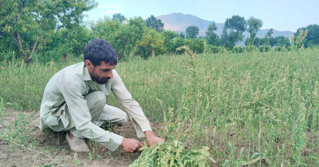 خیبر پختونخوا میں کاشتکار کھیتوں میں کیڑے مار ادویات کا سپرے کرتے ہوئے، جس سے انسان، مویشی اور ماحول متاثر ہو رہے ہیں