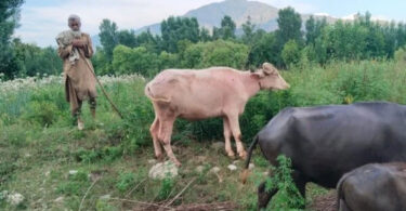 خیبر پختونخوا میں کاشتکار کھیتوں میں کیڑے مار ادویات کا سپرے کرتے ہوئے، جس سے انسان، مویشی اور ماحول متاثر ہو رہے ہیں