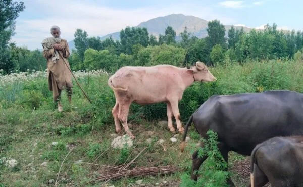 خیبر پختونخوا میں کاشتکار کھیتوں میں کیڑے مار ادویات کا سپرے کرتے ہوئے، جس سے انسان، مویشی اور ماحول متاثر ہو رہے ہیں