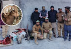ہنزہ کے مورخون گاؤں میں نایاب آئی بیکس کے غیر قانونی شکار پر وائلڈ لائف ٹیم کی کارروائی اسلحہ و گوشت برآمد