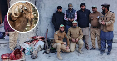 ہنزہ کے مورخون گاؤں میں نایاب آئی بیکس کے غیر قانونی شکار پر وائلڈ لائف ٹیم کی کارروائی اسلحہ و گوشت برآمد