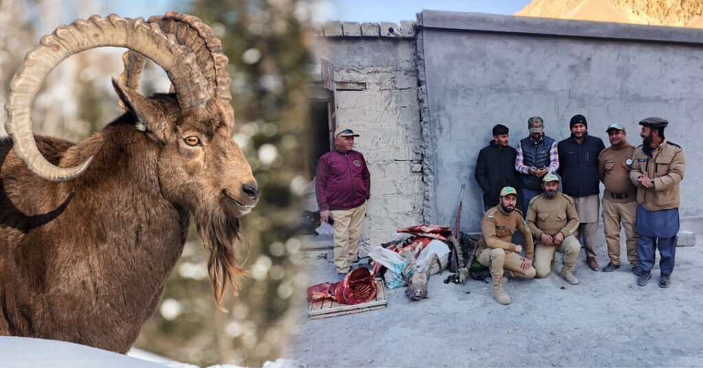 ہنزہ کے مورخون گاؤں میں نایاب آئی بیکس کے غیر قانونی شکار پر وائلڈ لائف ٹیم کی کارروائی اسلحہ و گوشت برآمد