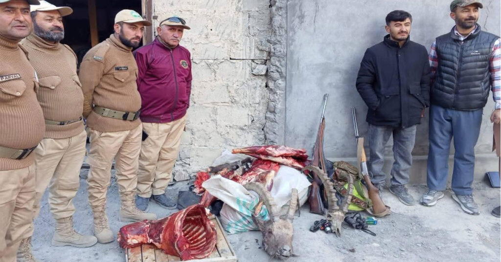 ہنزہ کے مورخون گاؤں میں نایاب آئی بیکس کے غیر قانونی شکار پر وائلڈ لائف ٹیم کی کارروائی اسلحہ و گوشت برآمد