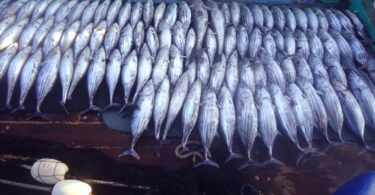 غیر کنٹرول شدہ ماہی گیر بیڑا پاکستان کے ساحلی اور گہرے سمندری علاقوں میں ماحولیاتی تنوع کے لیے خطرہ بن رہا ہے