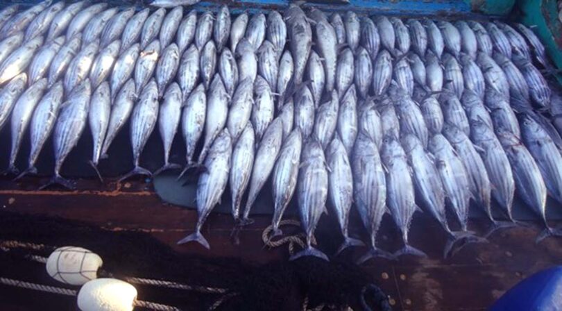 غیر کنٹرول شدہ ماہی گیر بیڑا پاکستان کے ساحلی اور گہرے سمندری علاقوں میں ماحولیاتی تنوع کے لیے خطرہ بن رہا ہے