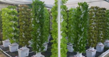 اسلام آباد میں ورٹیکل فارمنگ کے ذریعے کم جگہ میں تازہ سبزیوں کی پائیدار پیداوار