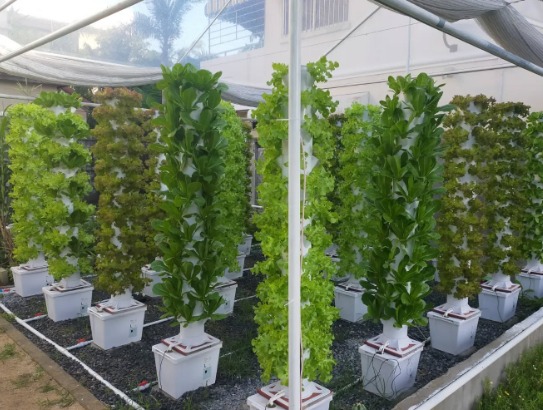 اسلام آباد میں ورٹیکل فارمنگ کے ذریعے کم جگہ میں تازہ سبزیوں کی پائیدار پیداوار