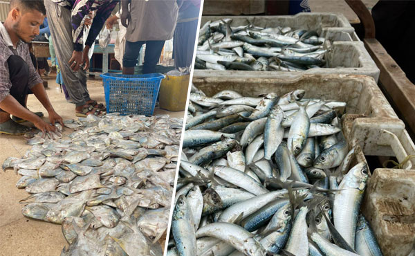 بلوچستان کی ماہی گیری بحران میں، غیر قانونی ٹرالرنگ اور زیادہ شکار سے متاثر ساحلی ماہی گیر