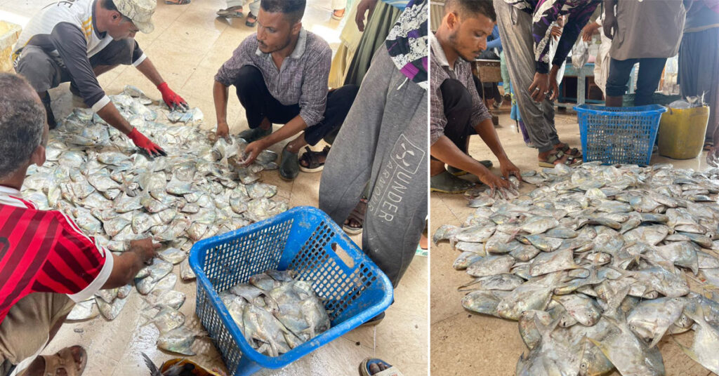 بلوچستان کی ماہی گیری بحران میں، غیر قانونی ٹرالرنگ اور زیادہ شکار سے متاثر ساحلی ماہی گیر