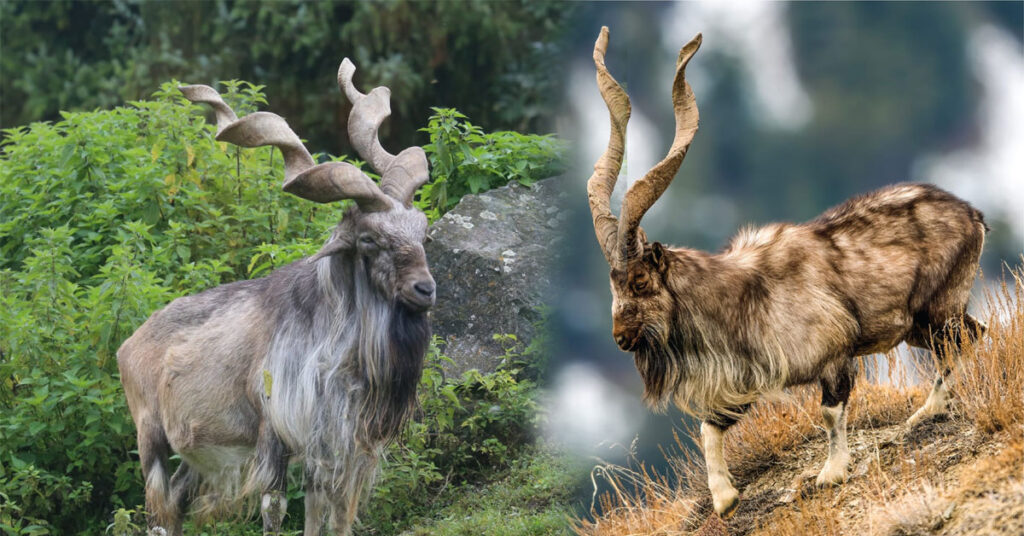 گلگت بلتستان میں مارخور کے غیر قانونی شکار کا واقعہ، زخمی کم عمر مارخور، جنگلی حیات کو درپیش خطرات