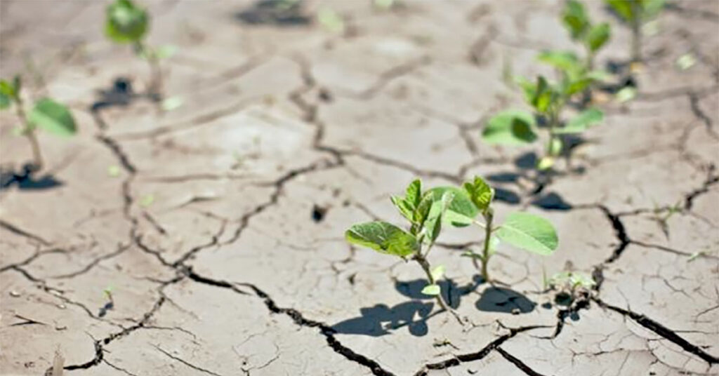 Sunlit earth with healthy soil and plant roots — representation of soil health for World Soil Day