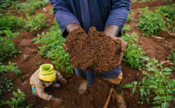 Sunlit earth with healthy soil and plant roots — representation of soil health for World Soil Day