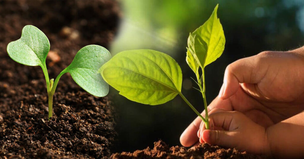 Sunlit earth with healthy soil and plant roots — representation of soil health for World Soil Day