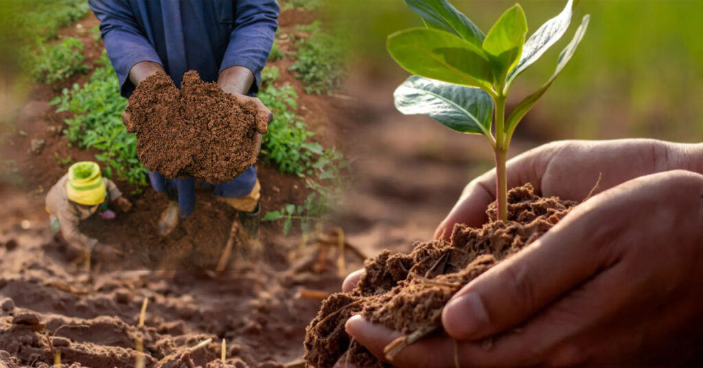 Sunlit earth with healthy soil and plant roots — representation of soil health for World Soil Day