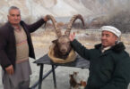 45-inch horned Himalayan Ibex hunted during Gilgit Baltistan trophy hunting season in Upper Hunza