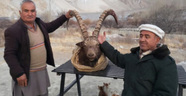45-inch horned Himalayan Ibex hunted during Gilgit Baltistan trophy hunting season in Upper Hunza