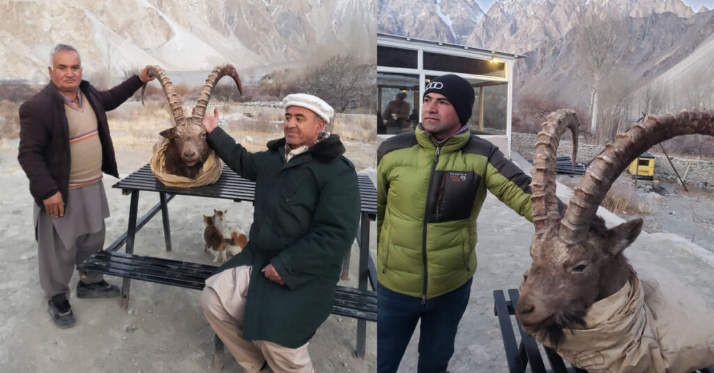 45-inch horned Himalayan Ibex hunted during Gilgit Baltistan trophy hunting season in Upper Hunza