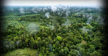 Global forest products sector recovery according to FAO 2024 report