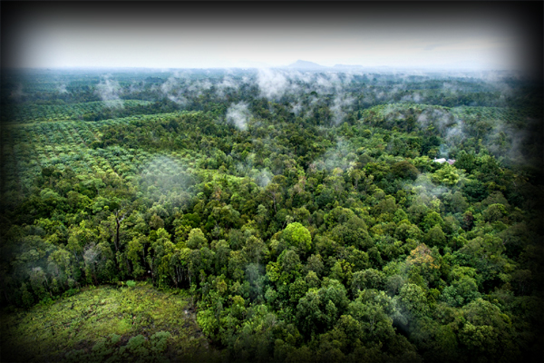 Global forest products sector recovery according to FAO 2024 report