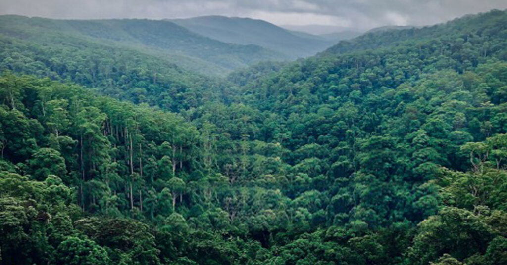 Global Forest Resources Assessment 2025 report cover showing global forest statistics and trends