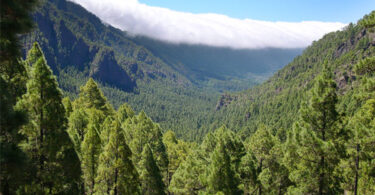 Global Forest Resources Assessment 2025 report cover showing global forest statistics and trends