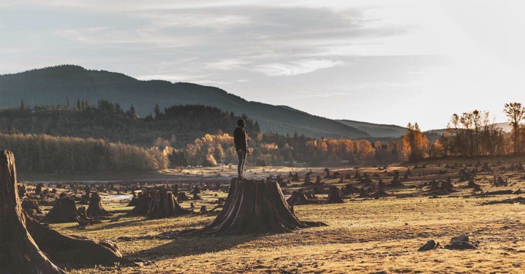 Global Forest Resources Assessment 2025 report cover showing global forest statistics and trends