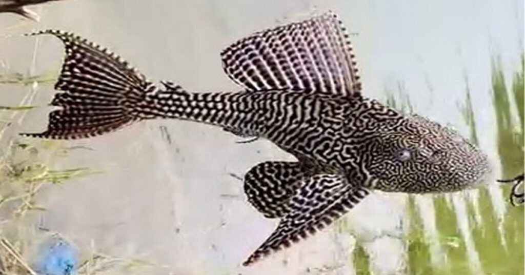 Invasive alien fish species damaging Pakistan’s rivers, lakes and freshwater biodiversity