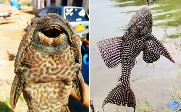 Invasive alien fish species damaging Pakistan’s rivers, lakes and freshwater biodiversity