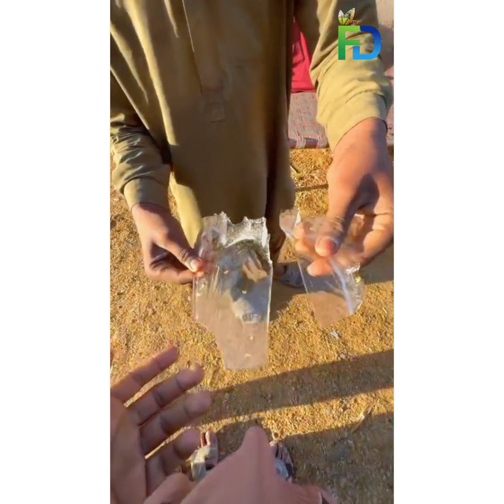 Severe cold wave in Karachi with ice forming in water during single-digit temperatures