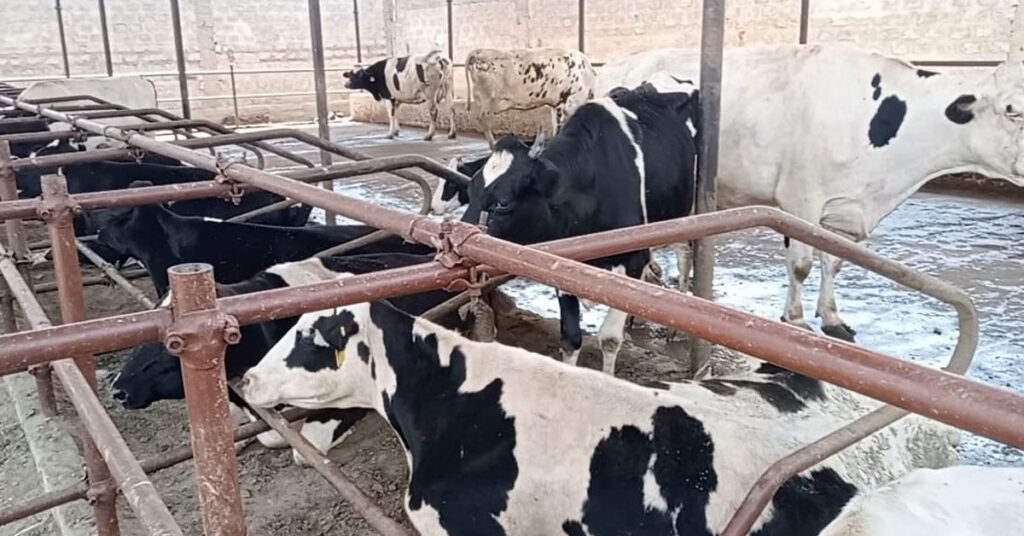 ڈیری فارم میں دودھ دینے والی گائیں موسمیاتی تبدیلی سے متاثر