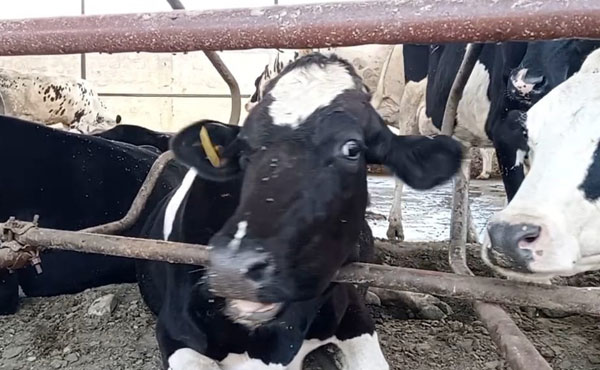 ڈیری فارم میں دودھ دینے والی گائیں موسمیاتی تبدیلی سے متاثر
