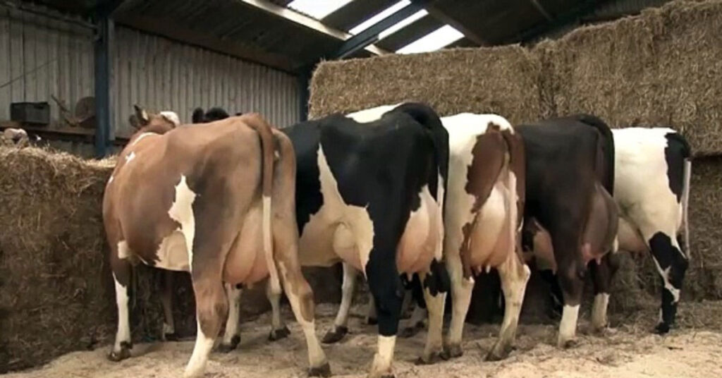 ڈیری فارم میں دودھ دینے والی گائیں موسمیاتی تبدیلی سے متاثر