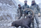 American hunter legally hunting a 39-inch horned Himalayan Ibex in Upper Hunza, Gilgit-Baltistan, under community-controlled trophy hunting program