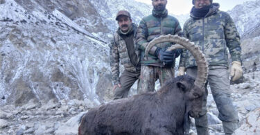 American hunter legally hunting a 39-inch horned Himalayan Ibex in Upper Hunza, Gilgit-Baltistan, under community-controlled trophy hunting program