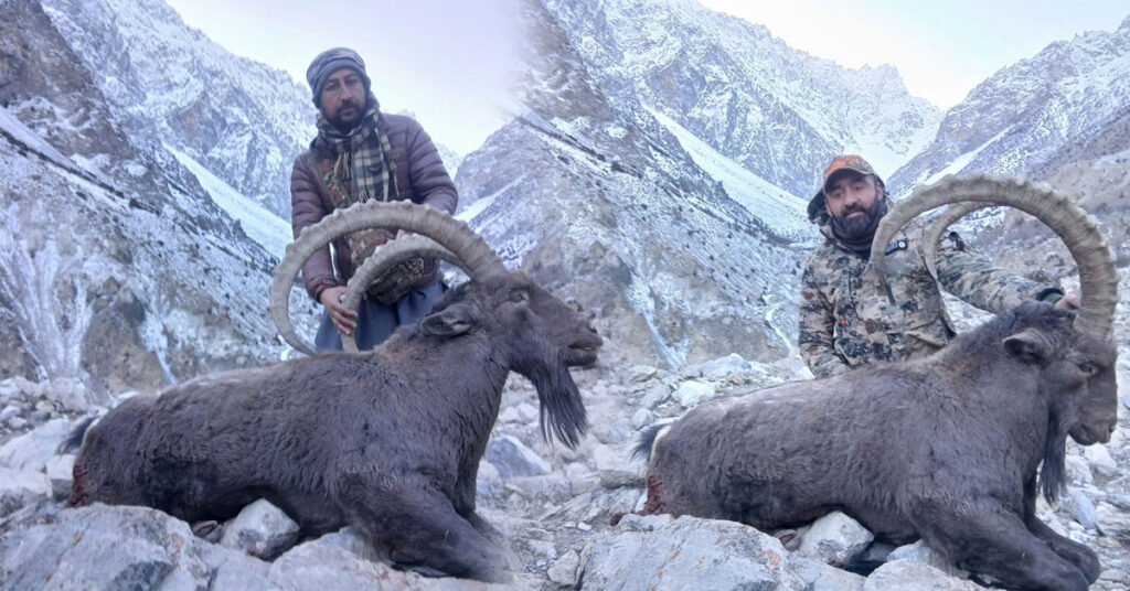 American hunter legally hunting a 39-inch horned Himalayan Ibex in Upper Hunza, Gilgit-Baltistan, under community-controlled trophy hunting program