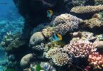 Microbiome Engineering Offers New Hope for Coral Reef Survival in Pakistan and Globally