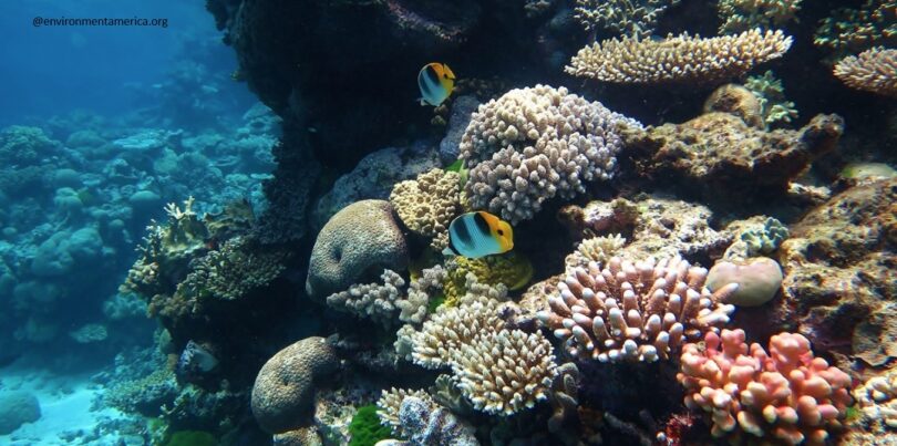 Microbiome Engineering Offers New Hope for Coral Reef Survival in Pakistan and Globally