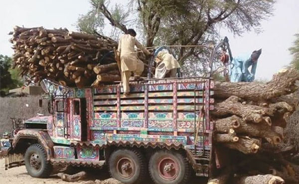 Illegal logging and deforestation in Sindh forests showing environmental damage caused by timber mafia and weak forest laws