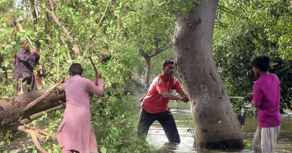 Illegal logging and deforestation in Sindh forests showing environmental damage caused by timber mafia and weak forest laws