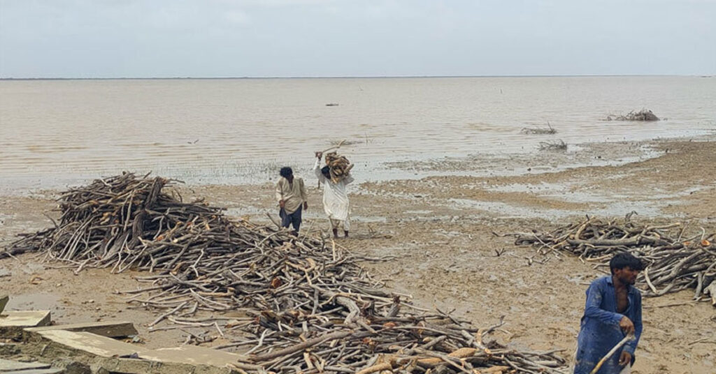 Illegal logging and deforestation in Sindh forests showing environmental damage caused by timber mafia and weak forest laws