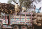 Illegal logging and deforestation in Sindh forests showing environmental damage caused by timber mafia and weak forest laws