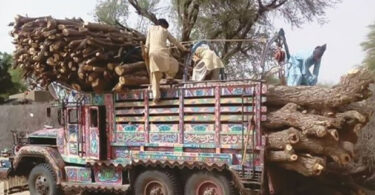 Illegal logging and deforestation in Sindh forests showing environmental damage caused by timber mafia and weak forest laws